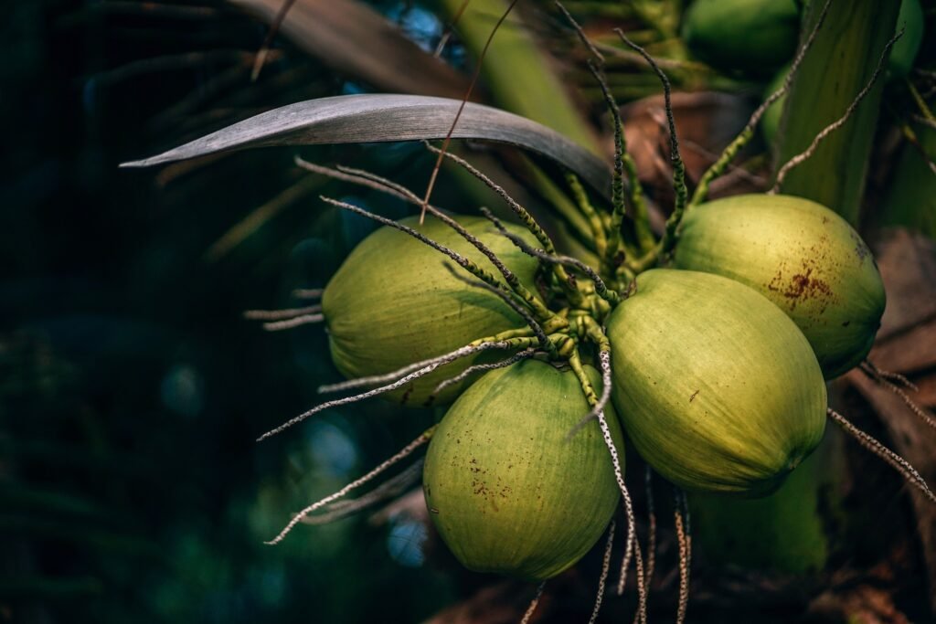 kokosų riešutai ant palmės